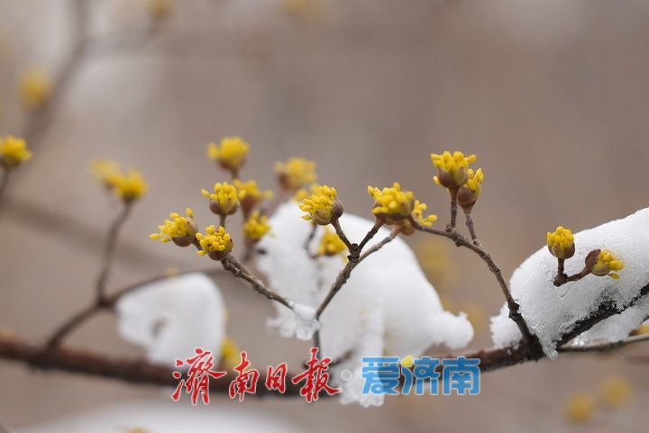 山茱萸盛放，金色“烟花”香气四溢