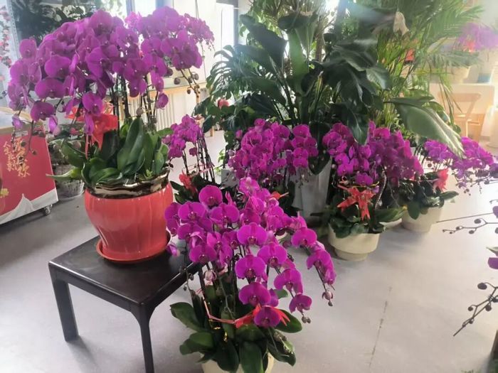 赏花购年货一站式解锁，济南公园里的新春盛典来啦