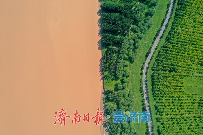 金色长廊映黄河，济南百里生态画卷徐徐展开