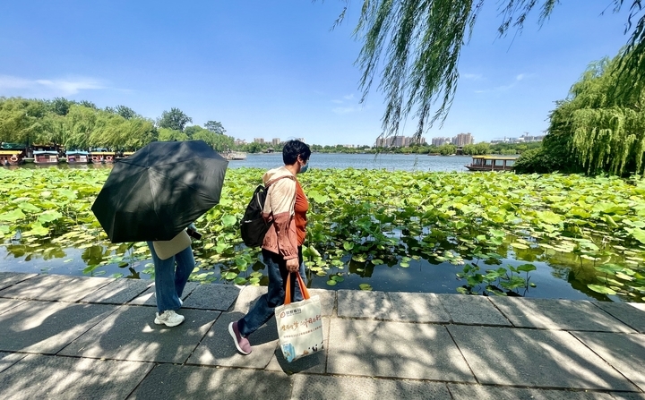 济南：绿柳迎风 红荷出水