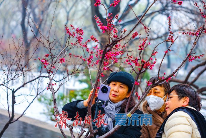 一年四季 泉在济南丨粉缀芳园，梅韵泉城