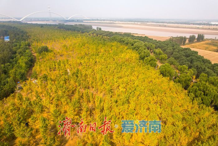 黄河南岸银杏染金 进入最佳观赏时节
