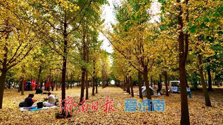一年四季 泉在济南丨黄河岸边银杏初染金，市民抢先打卡秋日浪漫