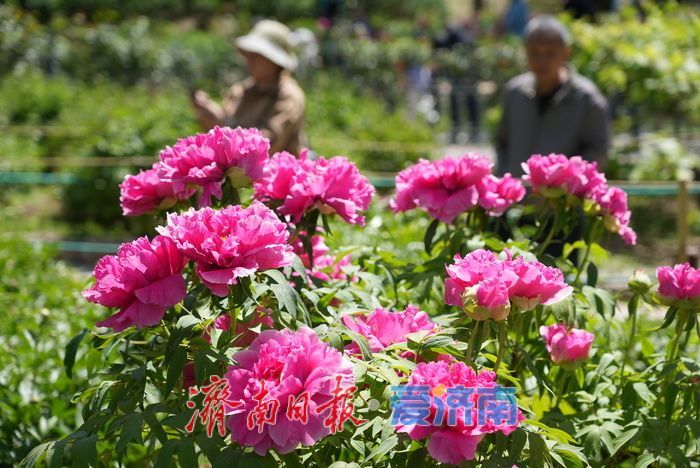 一年四季 泉在济南｜热度持续高涨！牡丹花开迎来最佳观赏期
