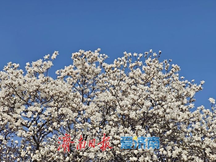 济南百花公园玉兰盛放 花朝市集点亮春日盛宴