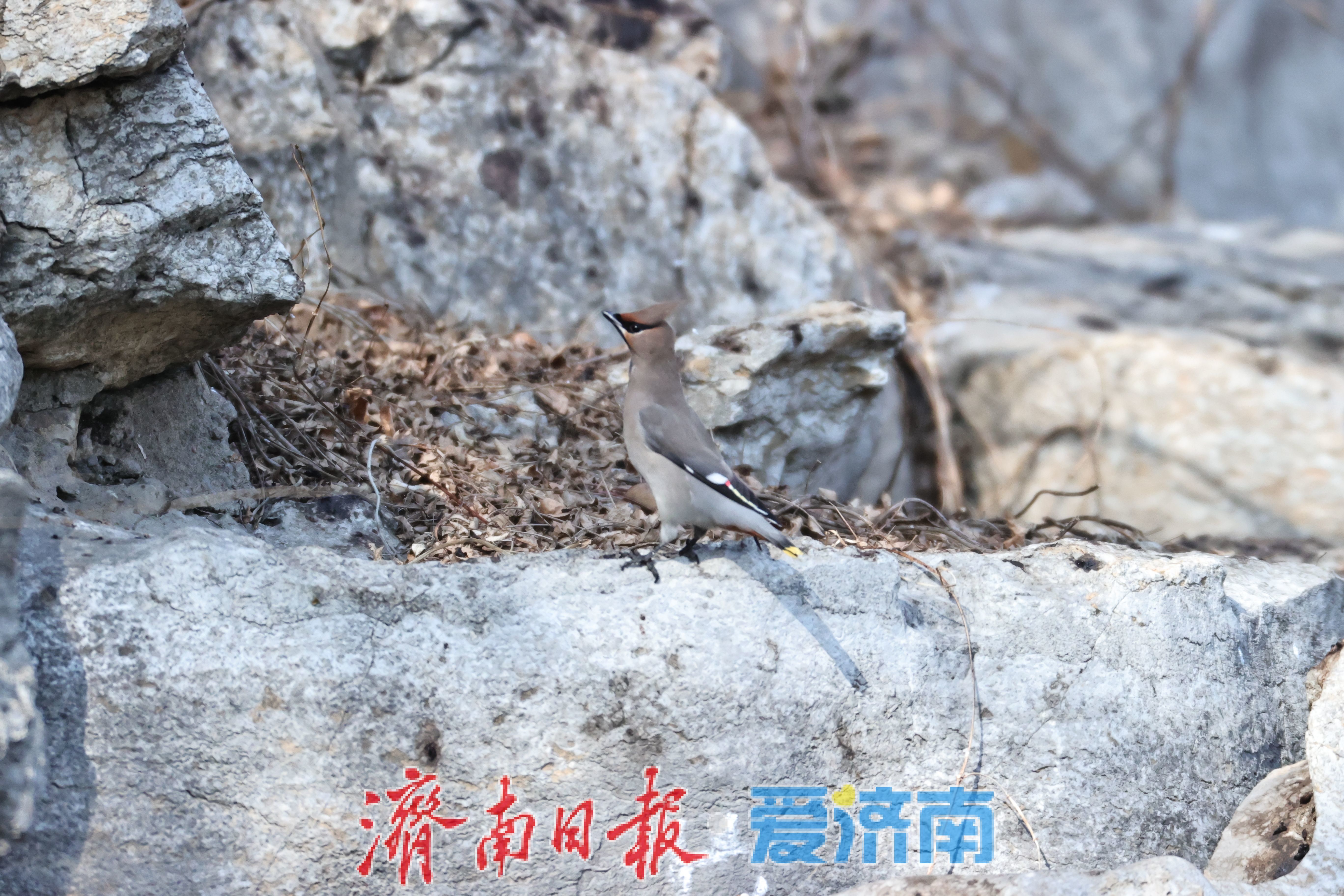 林间“十二黄”