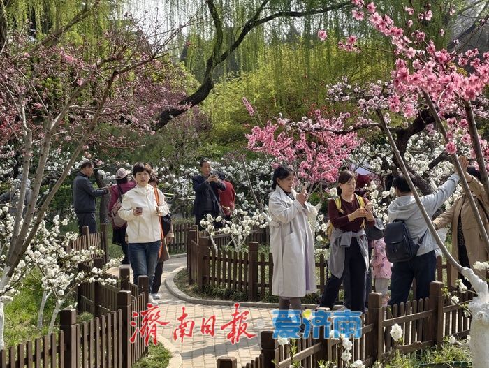 一年四季 泉在济南丨百花公园碧桃盛开