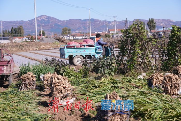 抓秋收抢秋种 喜绘丰收画卷