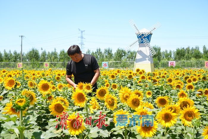 油葵花海绚烂绽放 绘就乡村旅游新画卷