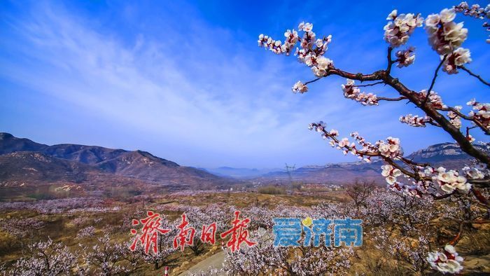 春日暖阳，带你奔赴浪漫花约，济南市特色林果赏花攻略来啦→