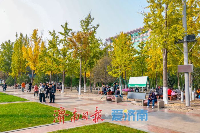 一年四季 泉在济南丨金叶翩跹映泉城，广场银杏醉游人