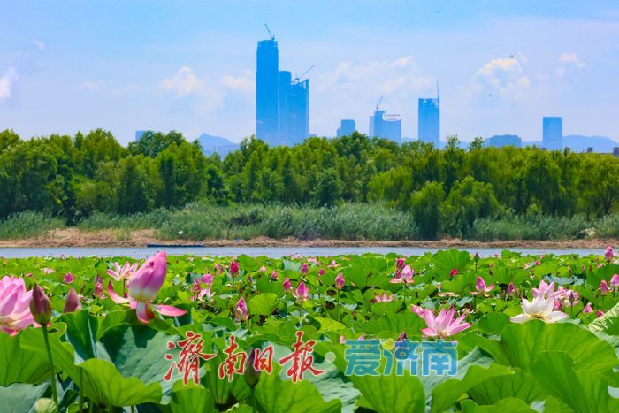 满湖荷花映华山 夏日风光惹人醉