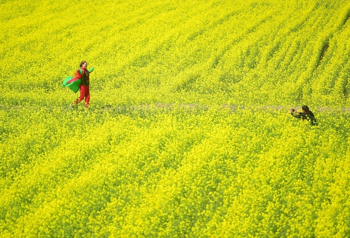仲春时节满眼金，油菜花开遍地黄 