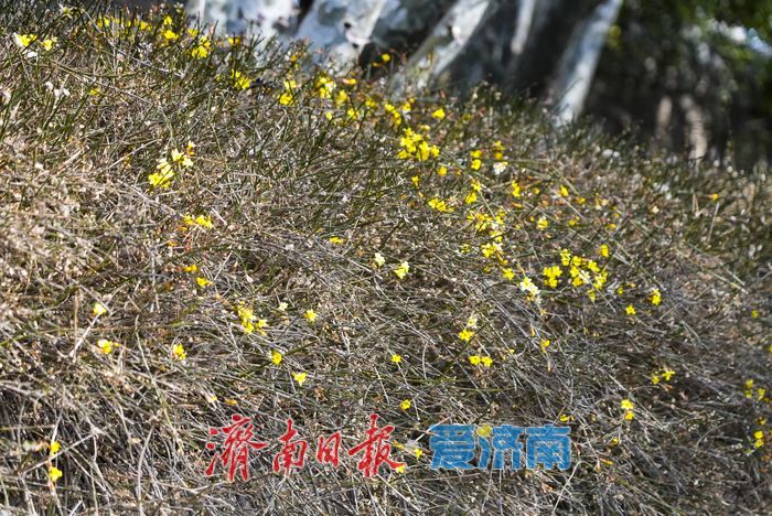 迎春花开报春来