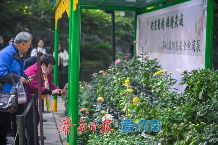 亮点纷呈 体验升级 第46届趵突泉金秋菊展今起开展
