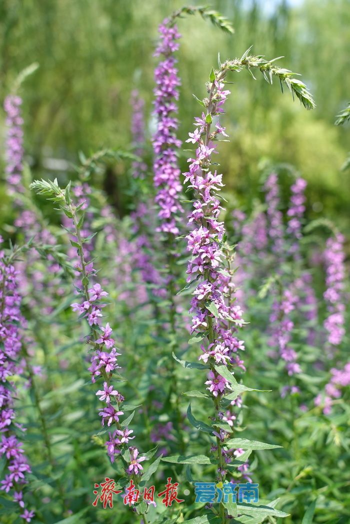 仲夏花事正盛！五龙潭千屈菜萱草花映泉绽放