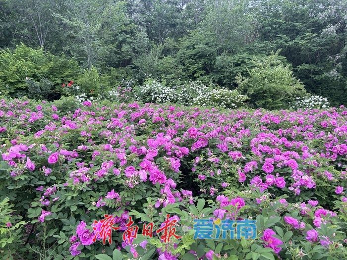 千佛山景区长者学堂北侧玫瑰盛放