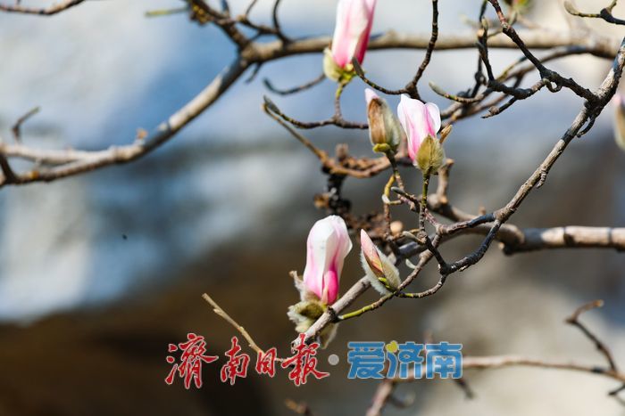 一年四季 泉在济南丨玉兰初绽报春归 百花公园奏响春日序曲