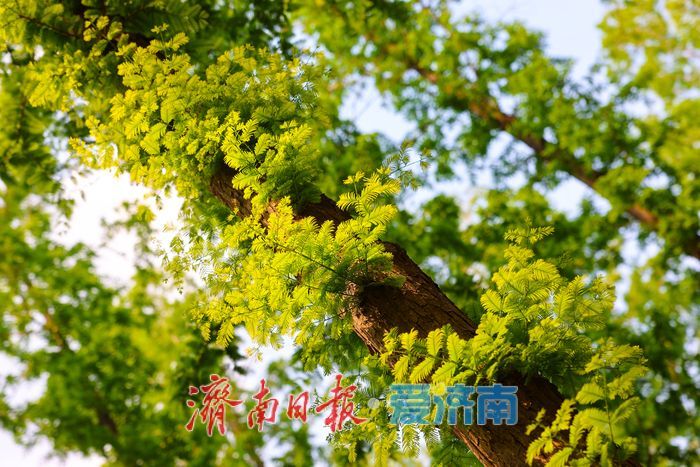 绿意铺就清凉秘境 泉城公园水杉林解锁初夏惬意时光