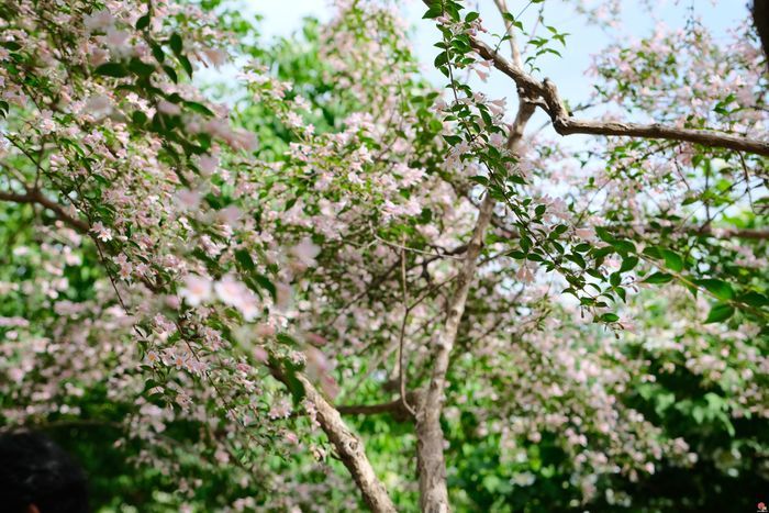 泉民园艺中心花事追踪：与“星星”共赴花朝之约
