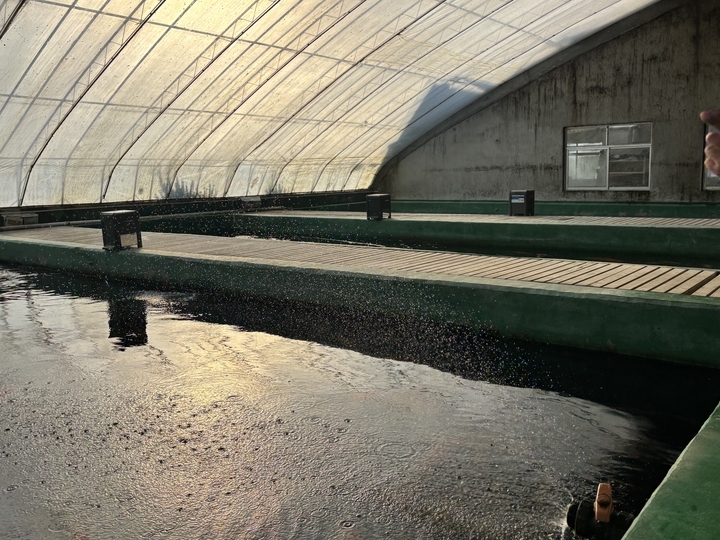 这个村的顶级锦鲤“能换一栋楼”，胖锦鲤牵头串起强村产业链