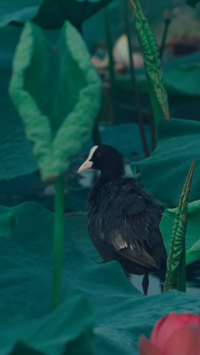 在华山邂逅现代版的“孤舟蓑笠翁”