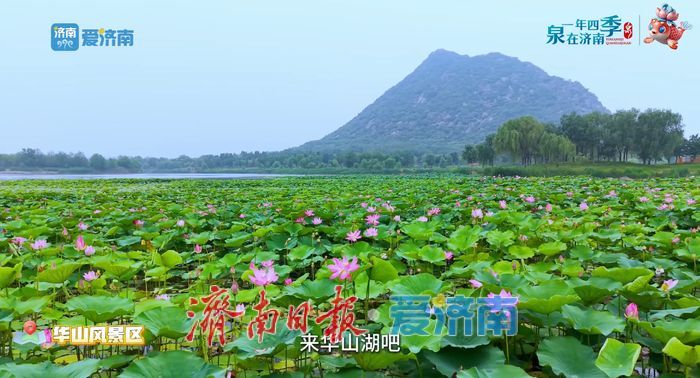 不花一分钱！济南这些绝美赏荷地，错过等一年！
