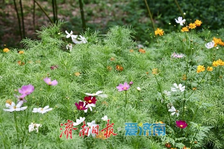 一年四季 泉在济南丨泉城公园波斯菊绚烂盛放 花海如画引市民打卡