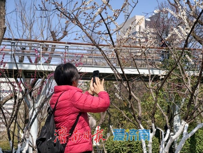 一年四季 泉在济南丨泉城又见梅花开