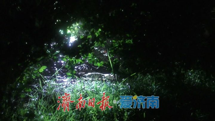 济南一公园惊现鳄鱼出没 消防员紧急处置