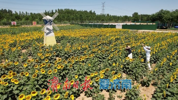 油葵花海绚烂绽放 绘就乡村旅游新画卷