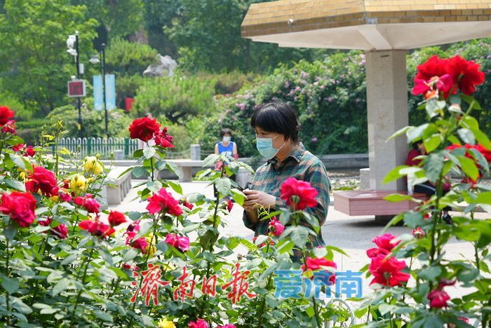 一年四季 泉在济南丨百花公园 “花中皇后” 绽放，缤纷花海引游人打卡