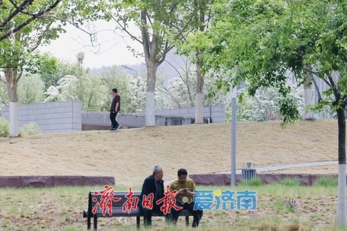 济南绸带公园流苏盛放 泉城CBD添春日浪漫