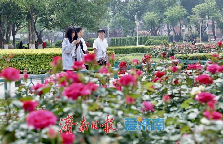 泉城广场月季盛放迎“五一” 姹紫嫣红满城芳