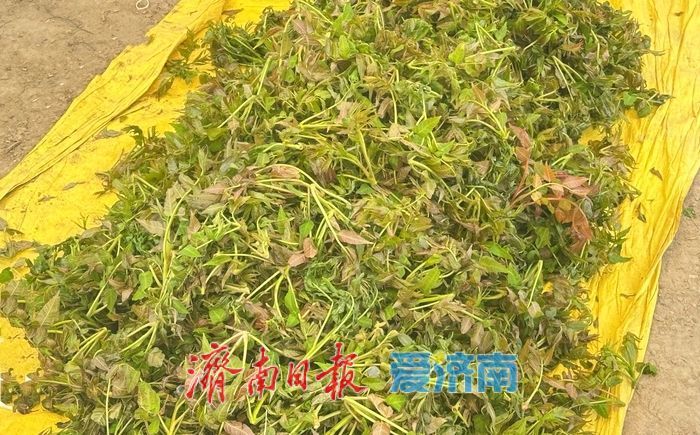 坐地铁“赶”滩头大集！香椿芽抢“鲜”上市 济南市民争相“打包春天”