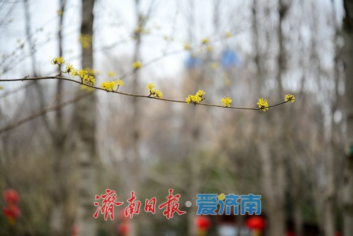 一年四季 泉在济南丨花圃公园山茱萸悄然绽放 早春画卷徐徐展开