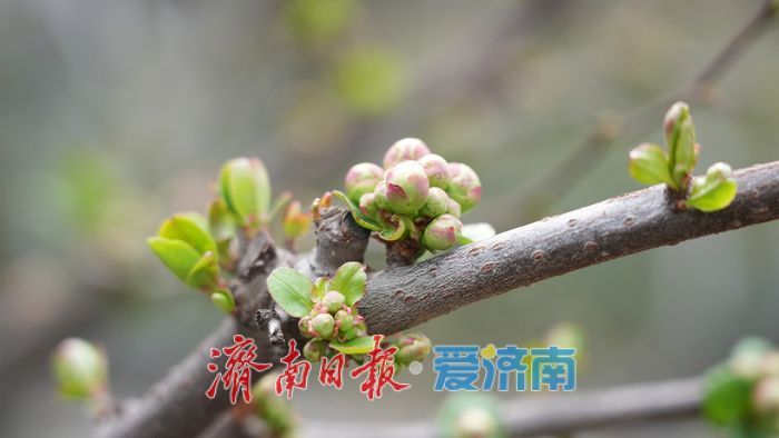 济南百花公园贴梗海棠“绽放”春意