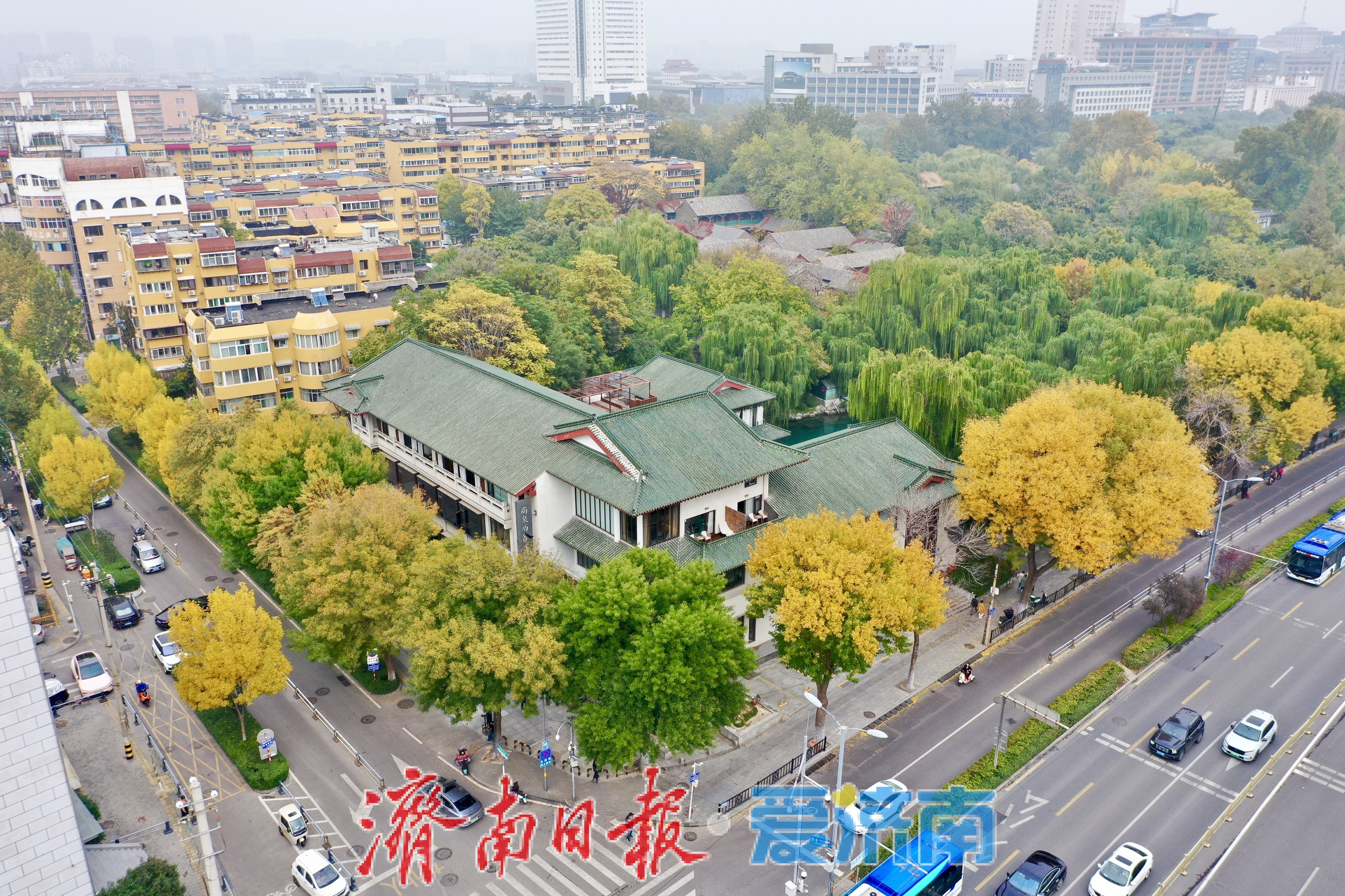 一年四季 泉在济南丨秋风绘金叶 泺源大街展秋日长廊