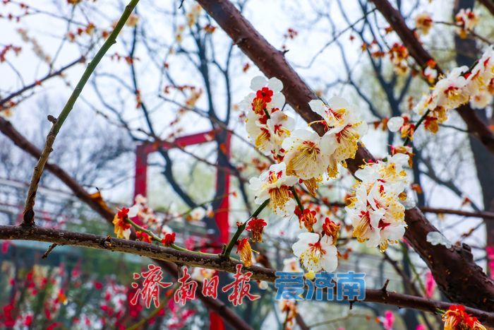 春雪覆枝萼 寒梅绽泉城