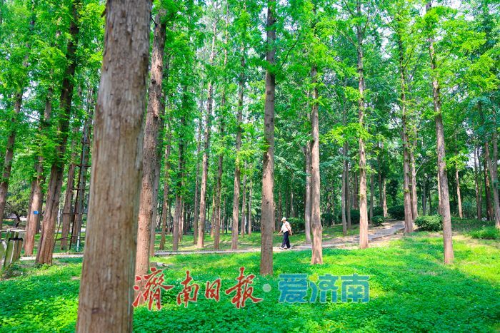 绿意铺就清凉秘境 泉城公园水杉林解锁初夏惬意时光