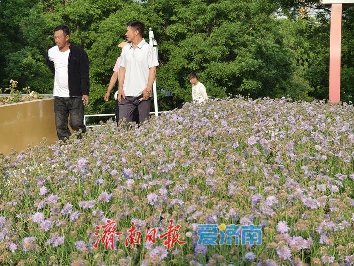 一年四季 泉在济南丨“七彩花田”盛放 宛如打翻的调色盘