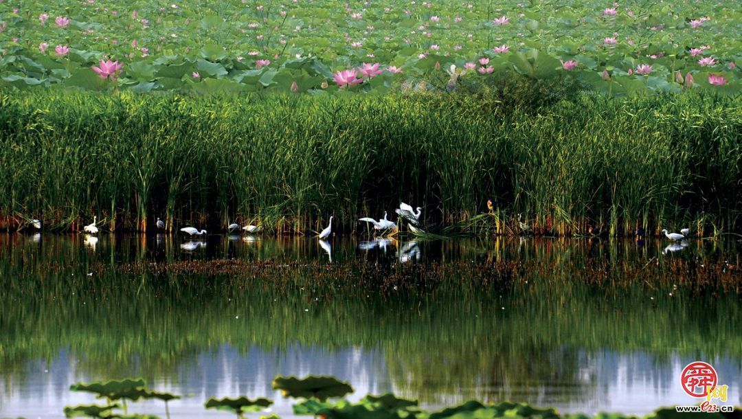 城市因园林更美好 生活因园林更幸福——2025年济南市园林和林业绿化局高质量成果展（生态建设篇）