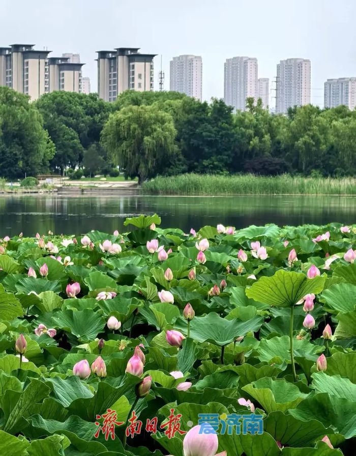 端午赏荷好去处！300亩荷花盛放绣源河