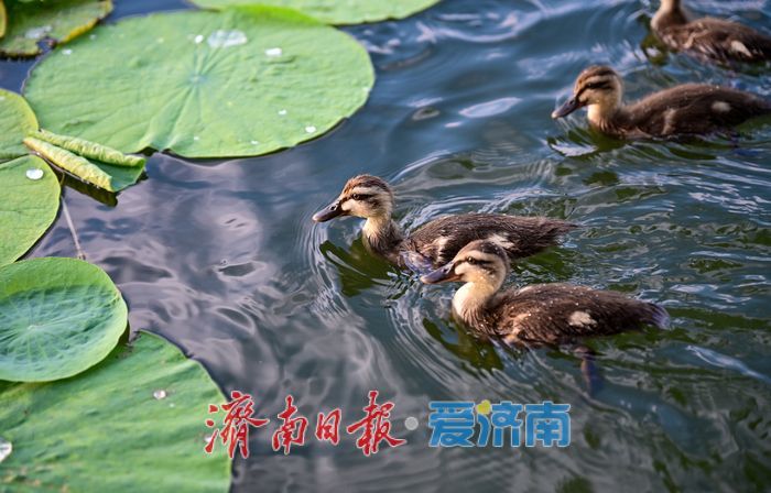 一年四季 泉在济南 