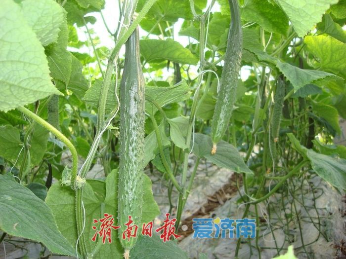 济南市济阳区第八届农民丰收节暨第十四届曲堤黄瓜文化旅游节活动开幕