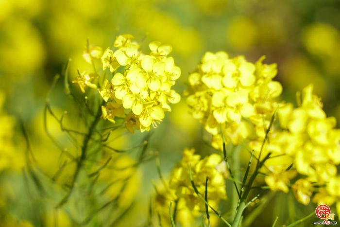 济南长清双泉油菜花盛绽 田园体验游乐享春日