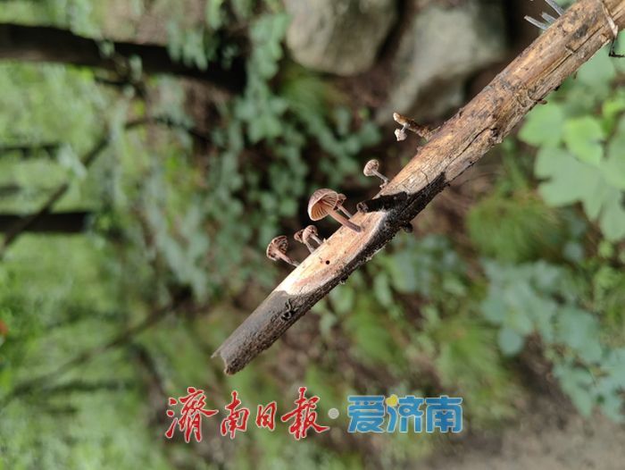 山东新记录197种，市中区新发现为生物多样性添彩