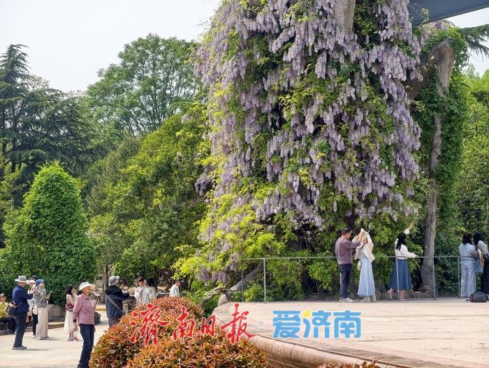 泉城紫藤花迎来最佳观赏期