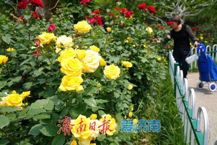 一年四季 泉在济南丨百花公园 “花中皇后” 绽放，缤纷花海引游人打卡