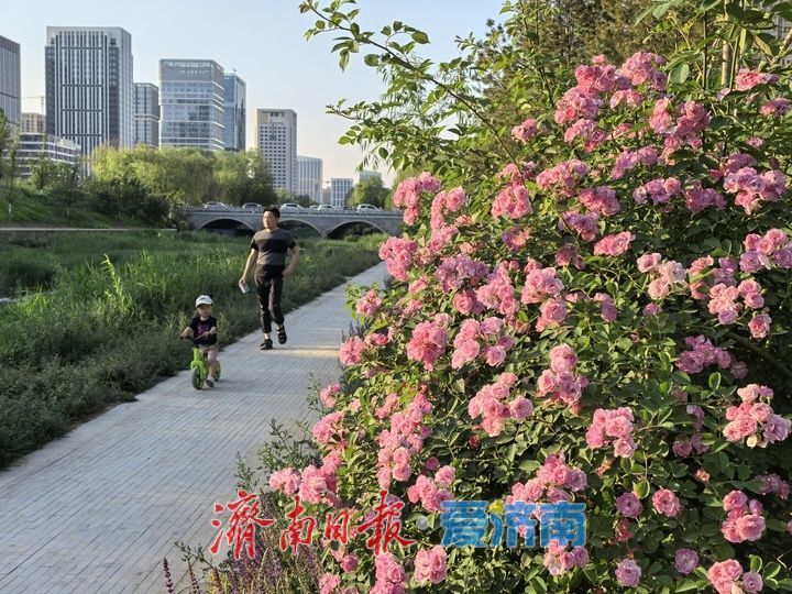 立夏时节 济南腊山河变身“莫奈花园” 